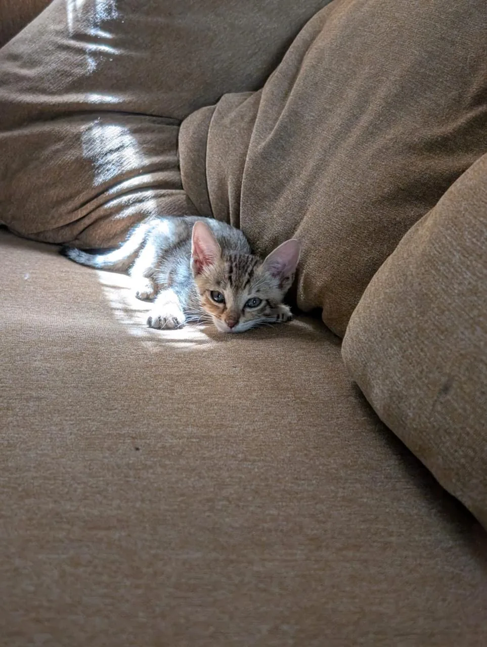 Baby Scooter resting on a sofa