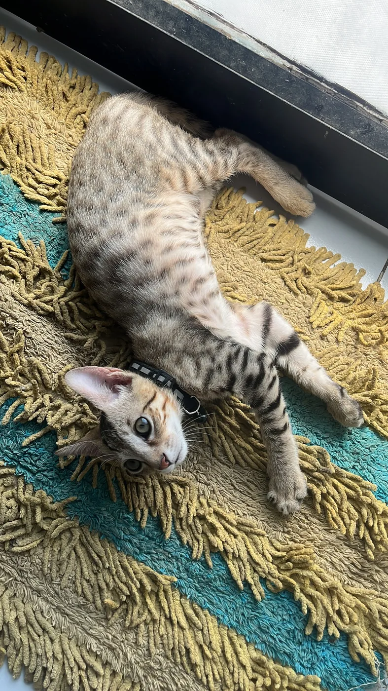 Scooter relaxing on a textured mat