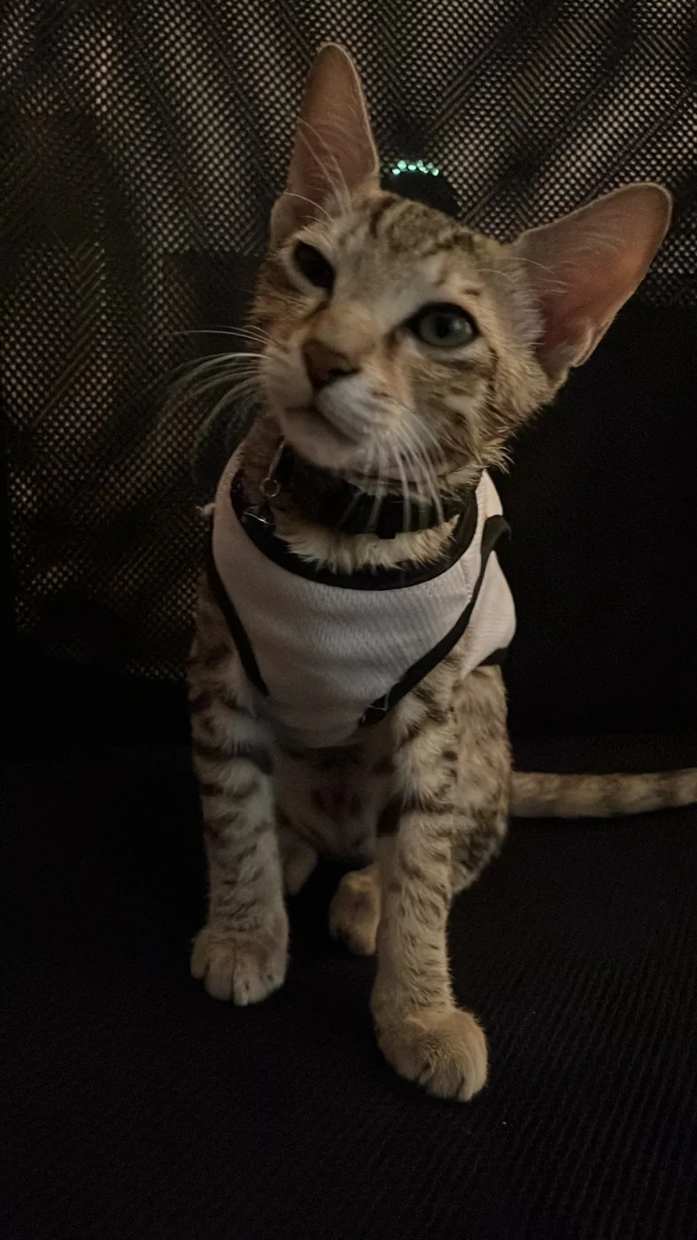 Scooter wearing a white outfit and looking at the camera